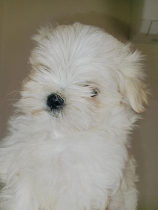 MALTESE KIZIM