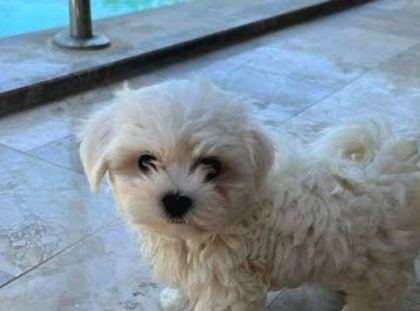 MİNİ BOY MALTESE YAVRULARIMIZ