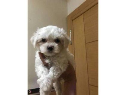 MİNİ BOY MALTESE YAVRULARIMIZ