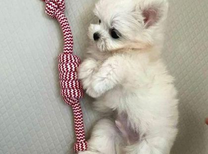 MİNİ BOY MALTESE YAVRULARIMIZ