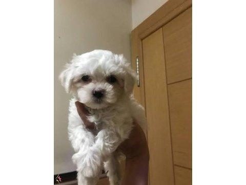 MİNİ BOY MALTESE YAVRULARIMIZ