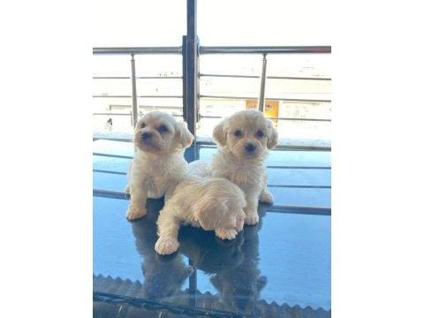 KAR BEYAZI MALTESE BEBEKLERİMİZ