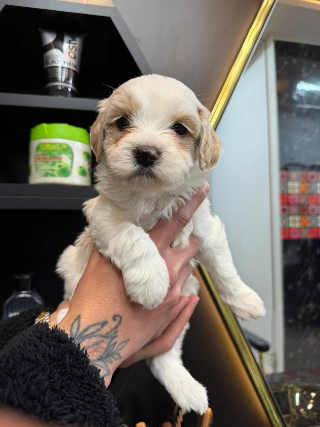 MALTESE YAVRU