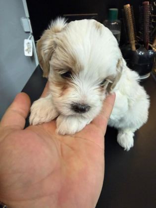 MALTESE YAVRU