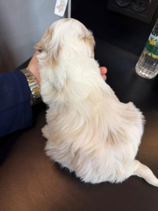 MALTESE YAVRU