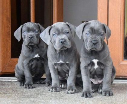 CANE CORSO KÖPEĞİMİZ