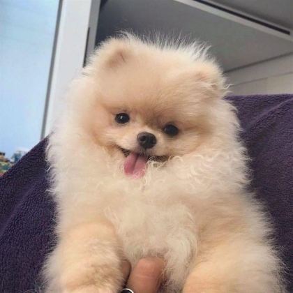 POMERANİAN BOO YAVRULAR