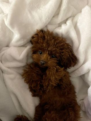 TOY POODLE BEBEK KÖPEKLER