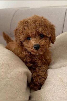 TOY POODLE BEBEK KÖPEKLER