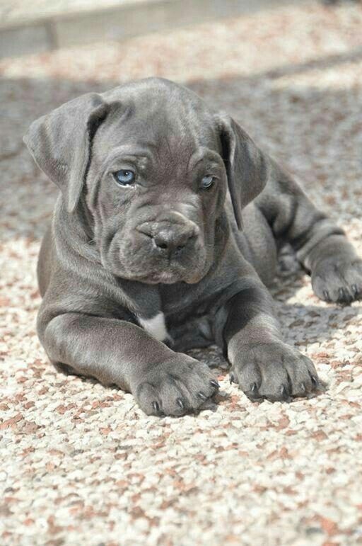CANE CORSO KÖPEĞİMİZ