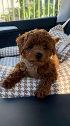 TOY POODLE BEBEK KÖPEKLER