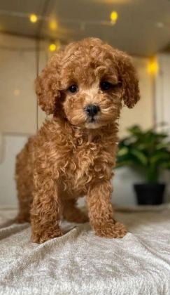 TOY POODLE BEBEK KÖPEKLER