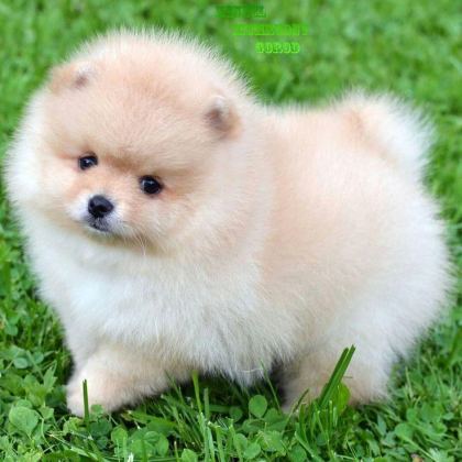 POMERANİAN BOO YAVRULAR