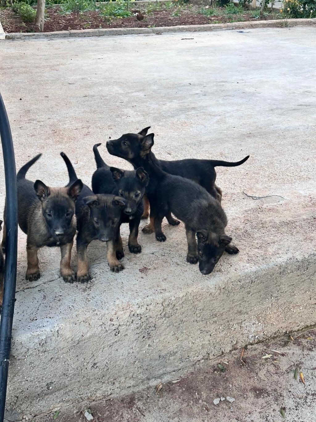 ANNE BABA A KALİTE BELÇİKA KURDU YAVRULAR