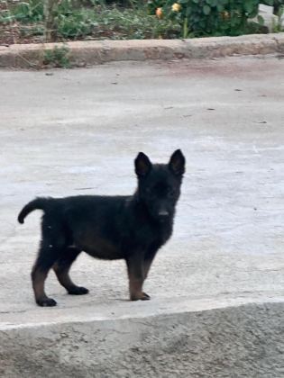 ANNE BABA A KALİTE BELÇİKA KURDU YAVRULAR