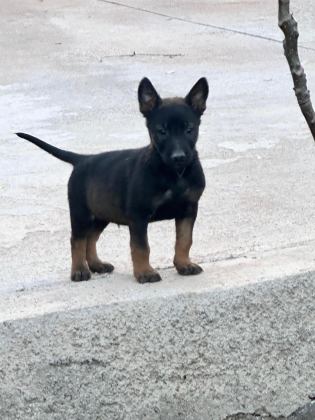 ANNE BABA A KALİTE BELÇİKA KURDU YAVRULAR