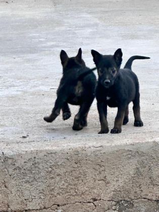 ANNE BABA A KALİTE BELÇİKA KURDU YAVRULAR