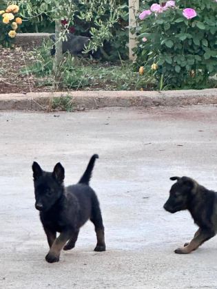 ANNE BABA A KALİTE BELÇİKA KURDU YAVRULAR