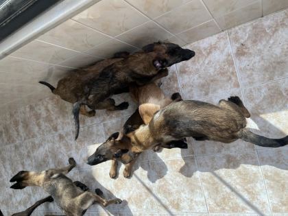 3 AY 10 GÜNLÜK MALİNOİS YAVRULARIM