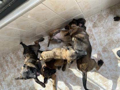 3 AY 10 GÜNLÜK MALİNOİS YAVRULARIM