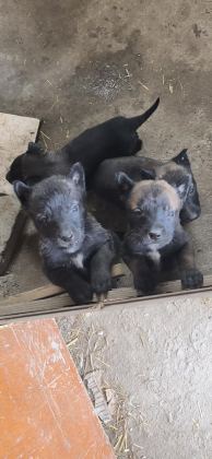 SAFKAN BLACK MALİNOİS