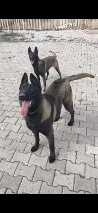 SAFKAN BELÇİKA MALİNOİS