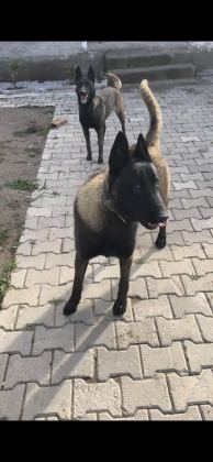 SAFKAN KOYU RENK FULL MASKELİ MALİNOİS