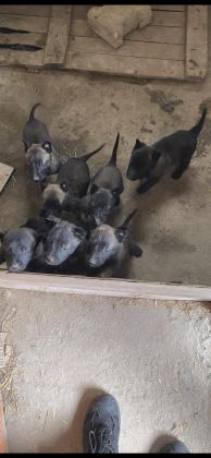 SAFKAN BLACK MALİNOİS
