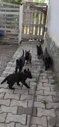 SAFKAN KOYU RENK FULL MASKELİ MALİNOİS