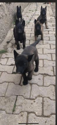 SAFKAN KOYU RENK FULL MASKELİ MALİNOİS