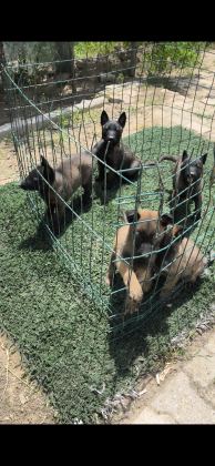 SAFKAN BELÇİKA MALİNOİS