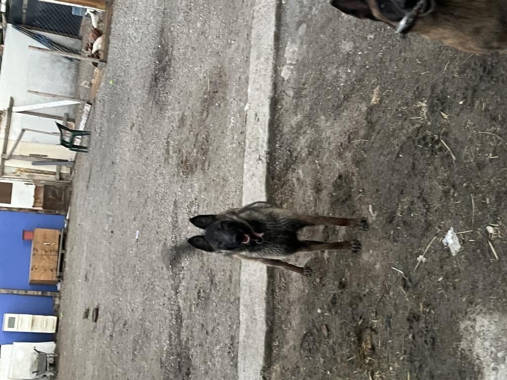 BELCİKA KURDU DİSİ