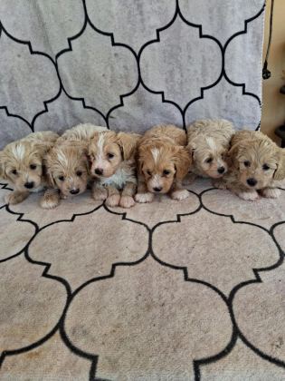 SAĞLIKLI ORJİNAL MALTİPOO