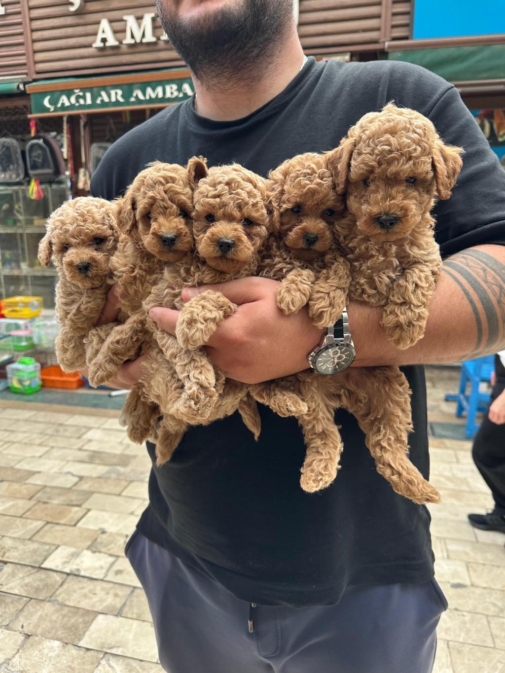 TOY VE STANDART POODLE YAVRULAR