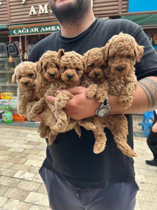 TOY VE STANDART POODLE YAVRULAR