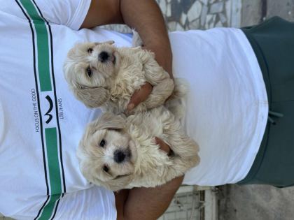 SAĞLIKLI ORİJİNAL MALTİPOO