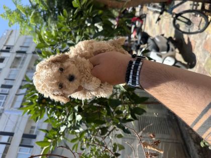 HER RENK POODLE YAVRU SAĞLIKLI