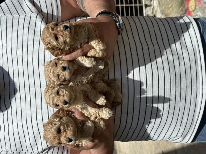 ORJİNAL SAĞLIKLI STANDART POODLE