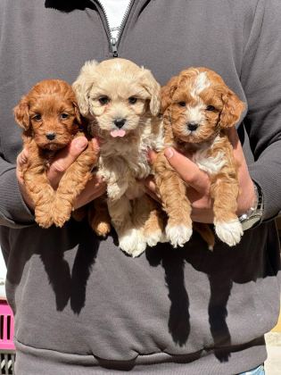 TOY VE STANDART POODLE YAVRULAR