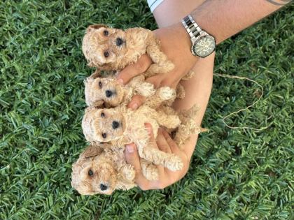 ORJİNAL SAĞLIKLI STANDART POODLE