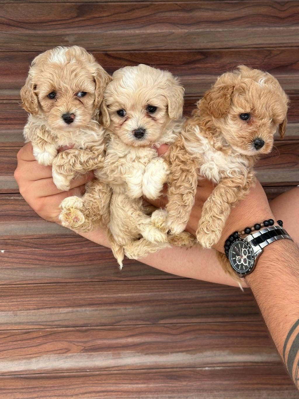 SAĞLIKLI ORJİNAL MALTİPOO