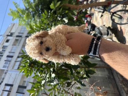 HER RENK POODLE YAVRU SAĞLIKLI