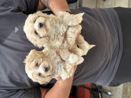 SAĞLIKLI ORİJİNAL MALTİPOO
