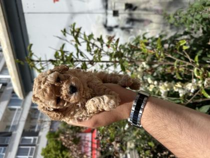 ORJİNAL SAĞLIKLI STANDART POODLE