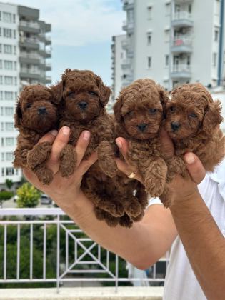 TOY VE STANDART POODLE YAVRULAR