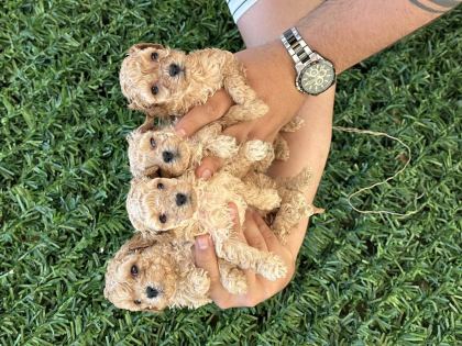 ORJİNAL SAĞLIKLI STANDART POODLE