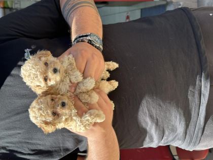HER RENK POODLE YAVRU SAĞLIKLI