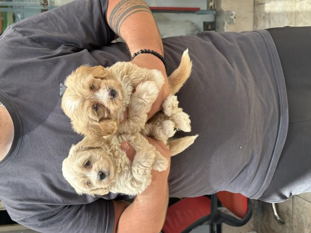 SAĞLIKLI ORİJİNAL MALTİPOO