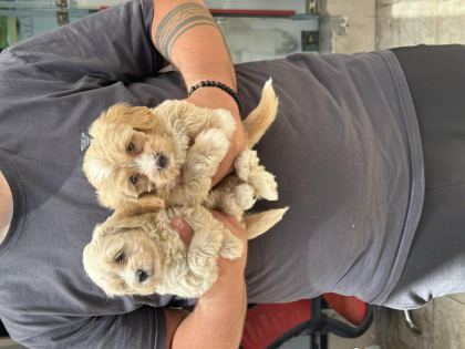 SAĞLIKLI ORİJİNAL MALTİPOO