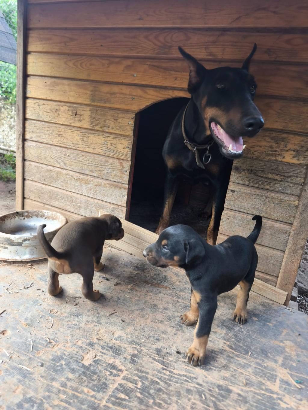 SAĞLIKLI ORJİNAL A KALİTE DOBERMAN